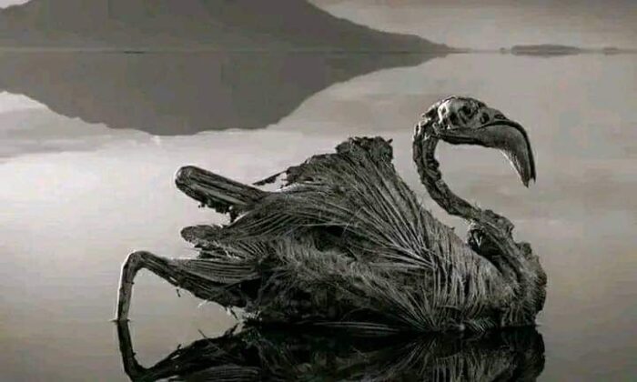 পলিমাটি