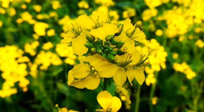সরিষা ফুল